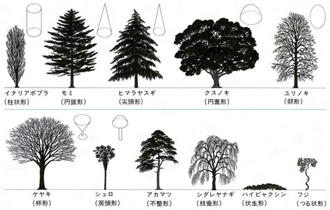 木形|樹木の形態・生理・生態 